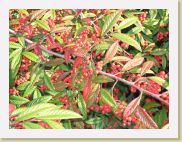 2005-10-22 10-44-21 Octobre 112,7mm 1_100_eme F4,9 * 2592 x 1944 * (1.82MB)